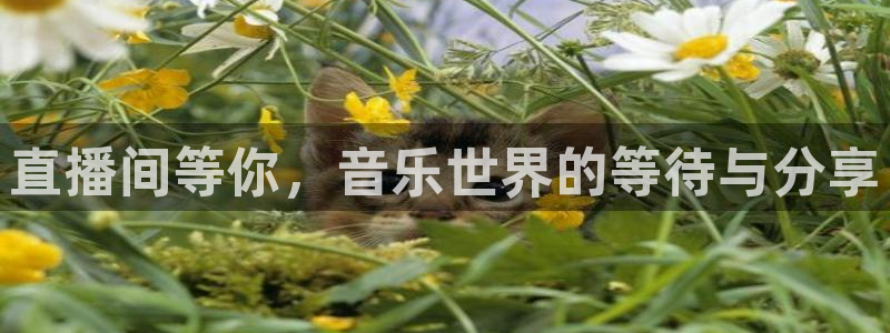 咪咕视频体育直播龙门：直播间等你，音乐世界的等待与分享